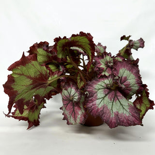 Z-2232 - Begonia 'Raspberry Torte' - 6in Hanging Basket **NEW**