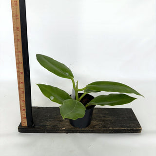 Z-2228 - Hoya imperialis (White Flower) **2nd Release**