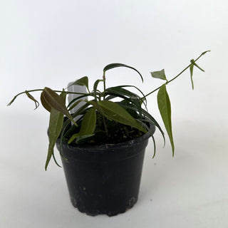 Z-2196 - Hoya leucantha **NEW Release**