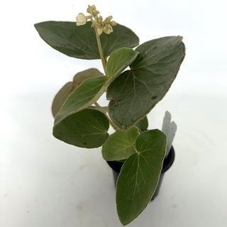 Z-2137 - Begonia kuhlmannii **NEW Release**