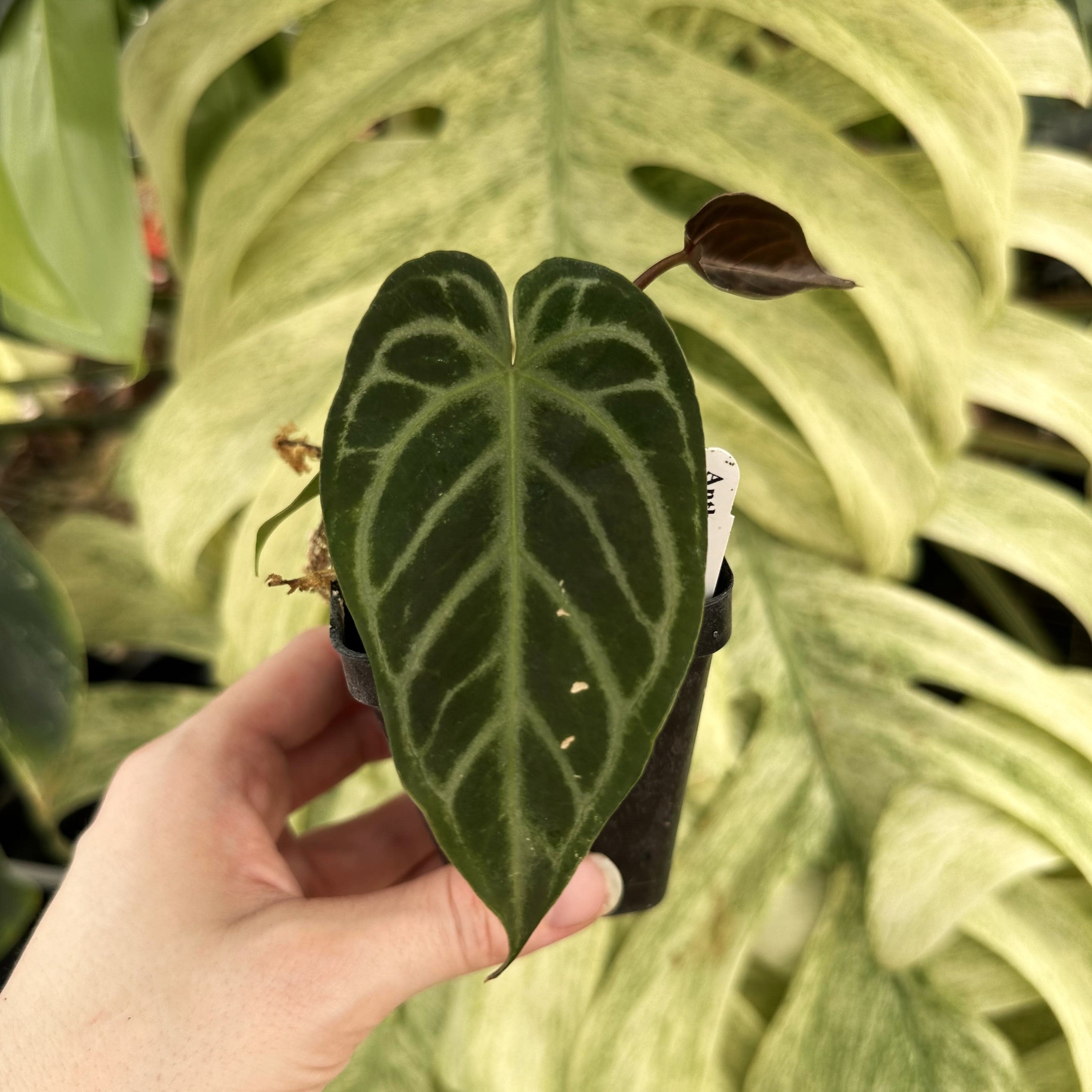 anthurium magnificum x forgetii Anthurium magnificum/forgetii x papillilaminum (Ree Garden) – Steve's Leaves
