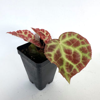 Begonia rajah