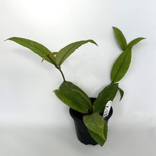 Z-2219 - Hoya sp. Aceh Gayo Lues **NEW Release**