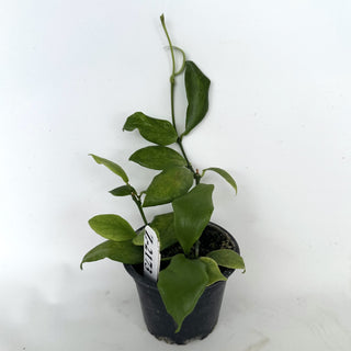 Z-2173 - Hoya oblongata
