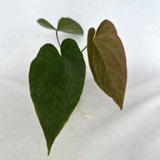 Z-2158 - Anthurium crystallinum x nigrolaminum 'Gigi'