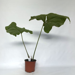 Z-2134 - Cercestis mirabilis