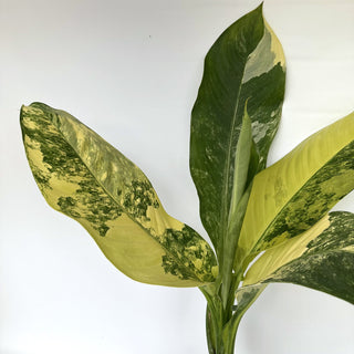 Z-2242 - Dieffenbachia ‘Big Ben’ variegated **NEW Release**