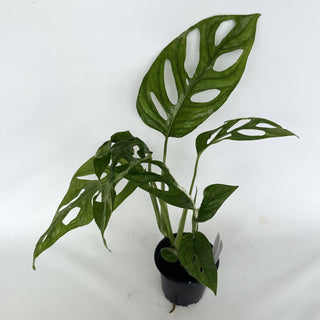 Z-2168 - Monstera adansonii 'Mint'