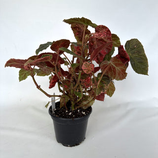 Z-2184 - Begonia 'Midnight Sun' - 5in Pot **NEW**