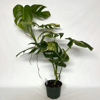 Z-2239 - Monstera deliciosa 'Marmorata'