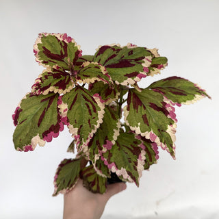 Z-2190 - Plectranthus hybrida (Coleus) 'Anna'