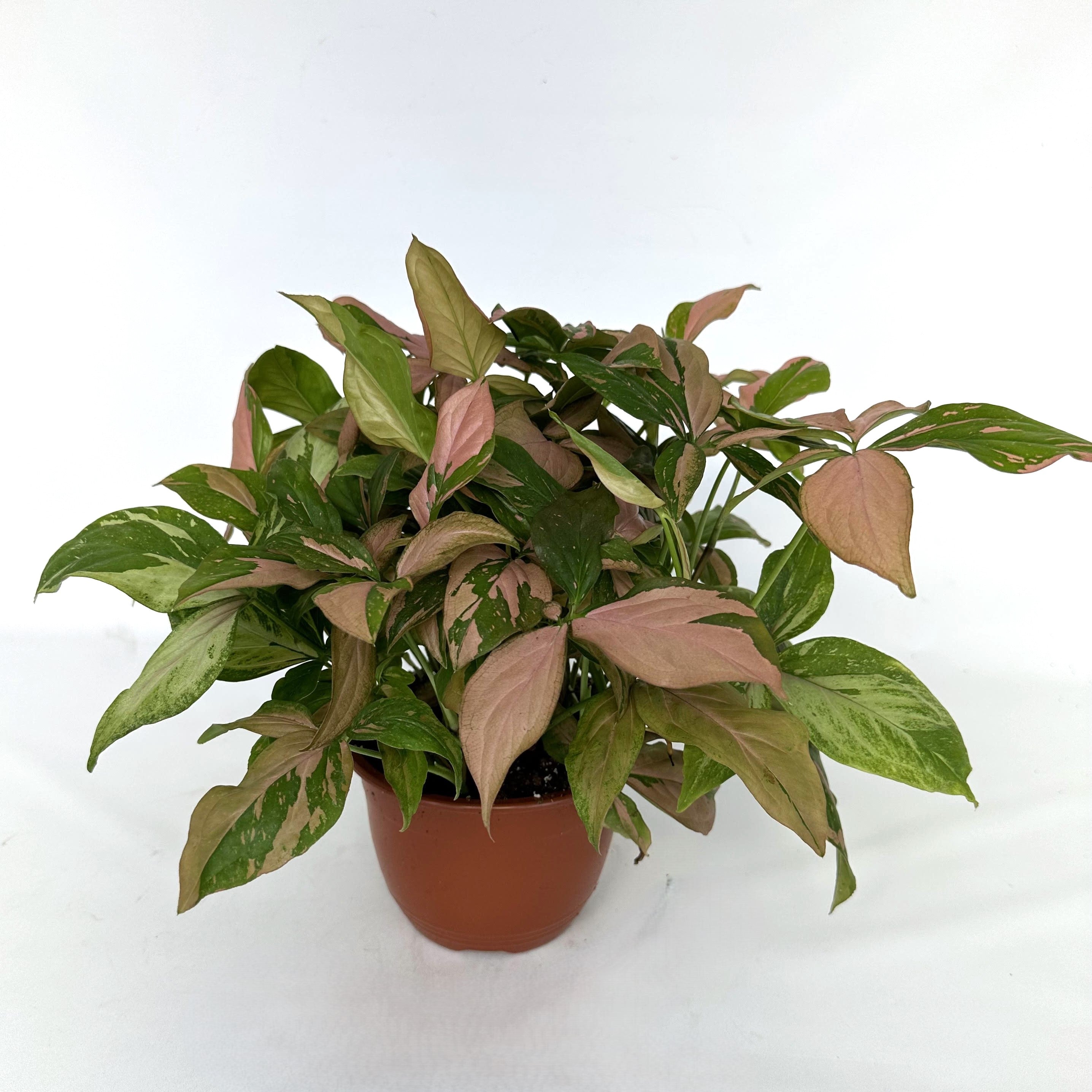 hanging plant with green and pink leaves Syngonium podophyllum 'Pink Splash'