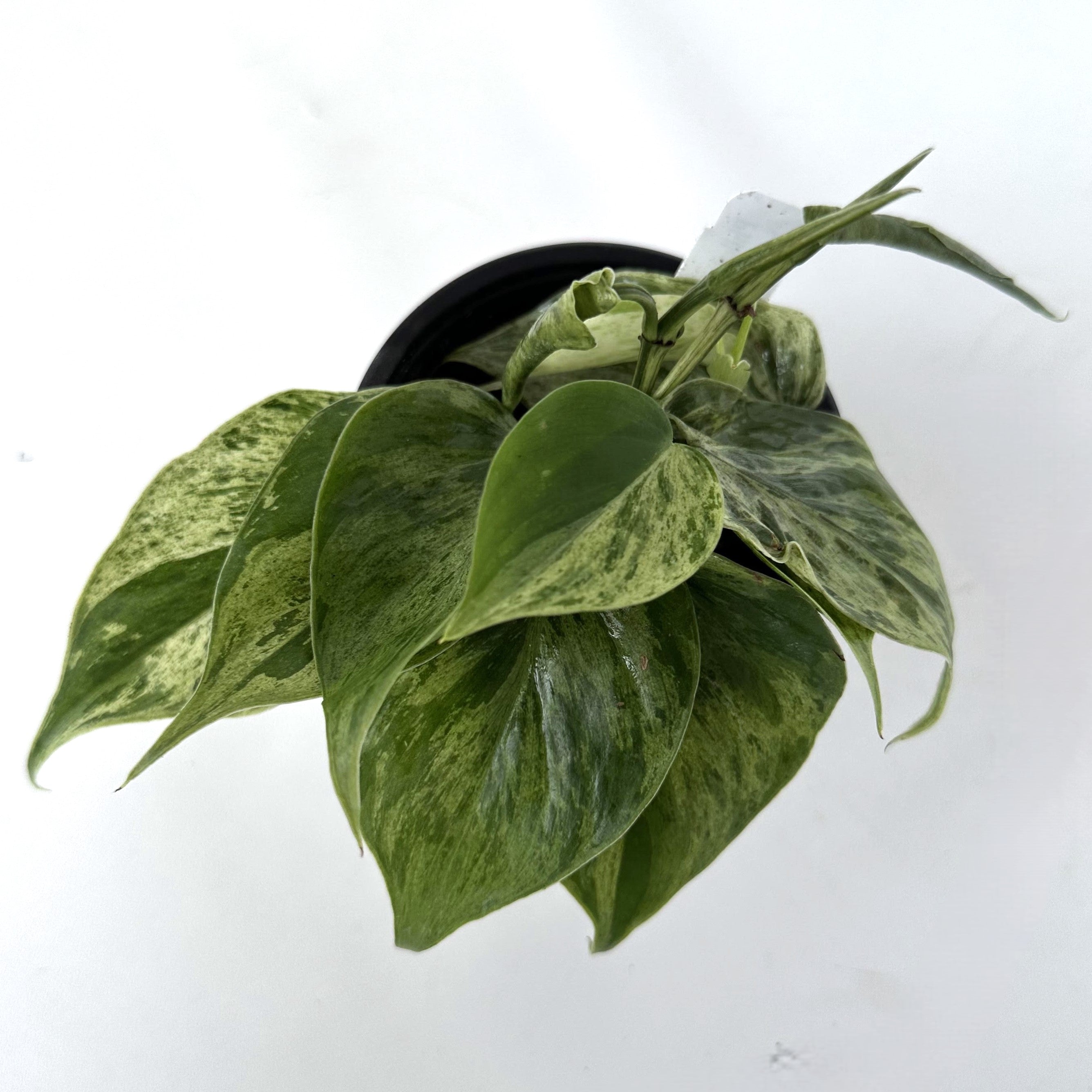 heartleaf philodendron variegated Philodendron hederaceum variegata – Steve's Leaves