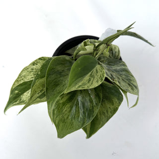 Philodendron hederaceum variegata