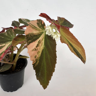 Z-2156 - Begonia ‘Withlacoochee’ (Variegated)