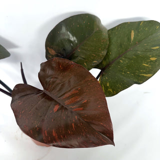 Z-2129 - Philodendron 'Orange Princess'