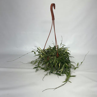 Z-2126 - Hoya tsangii albo-marginata - 6" Hanging Basket