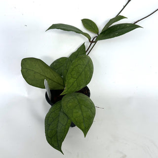 Z-2149 - Hoya cv. EPC1002 (vittelina x finlaysonii) **NEW Release**