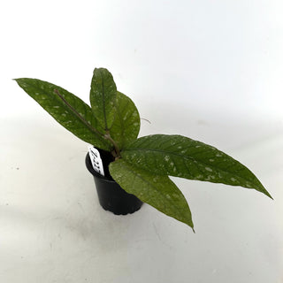 Z-2279 - Hoya sp. Aceh Gayo Lues **2nd Release**