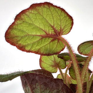 Begonia 'Fireflush'