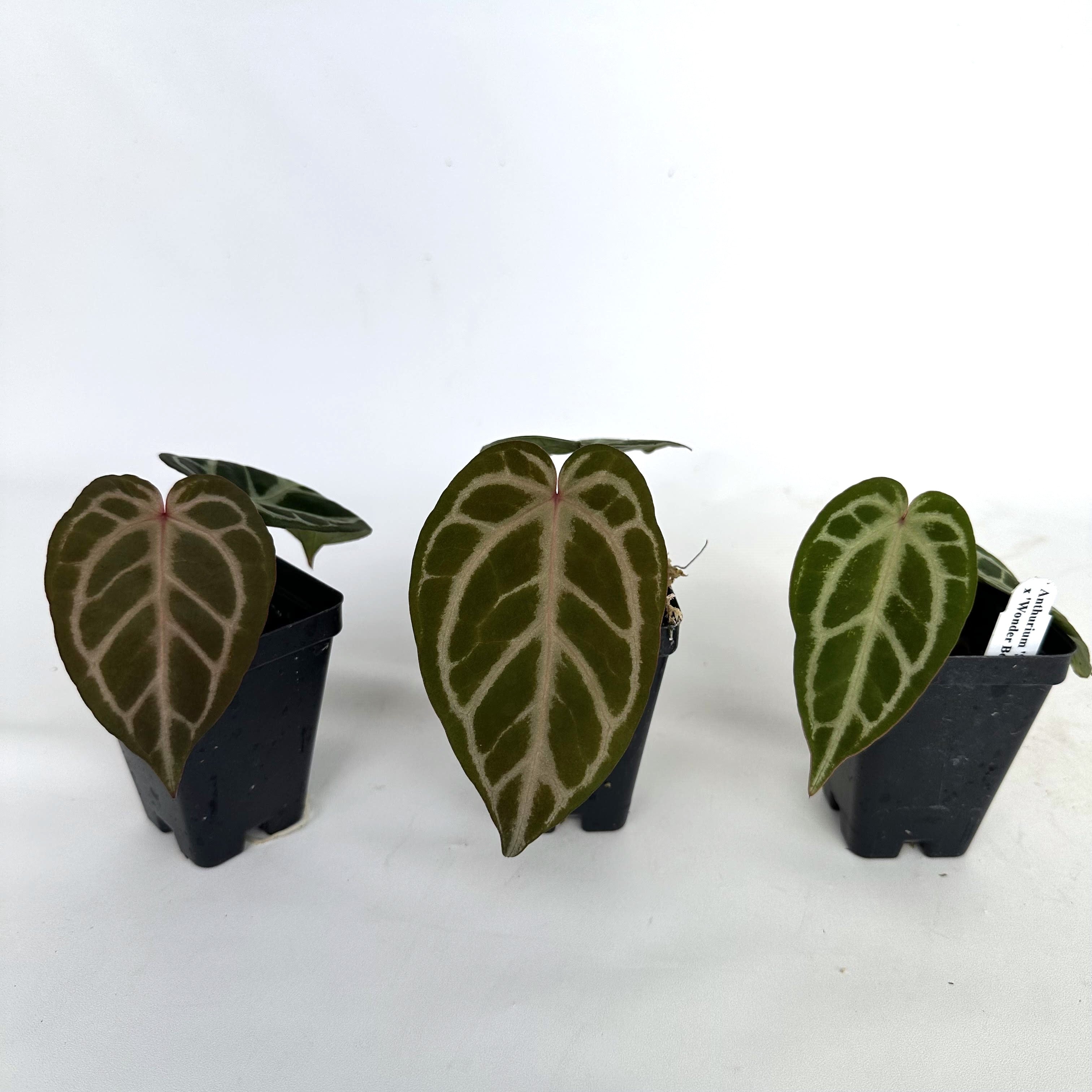 anthurium wonderboy Anthurium Silver Blush x Wonder Boy | Tropical Hybrid Plant
