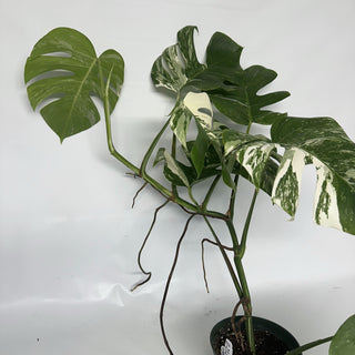 Z-2124 - Monstera deliciosa var. borsigiana albo-variegata