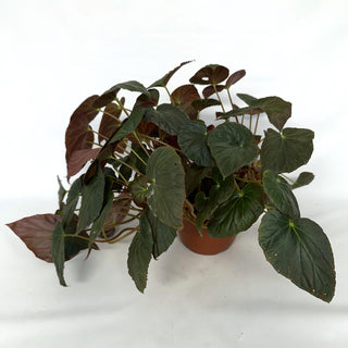 Z-2229 - Begonia pavonina - 6in Hanging Basket **NEW**