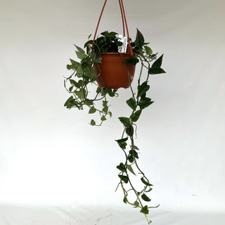Z-2179 - Epipremnum pinnatum "White Ghost" (Variegated Cebu Blue) - 6in Hanging Basket **2nd Offering**