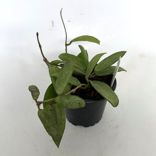 Z-2224 - Hoya 'Silver Lady'