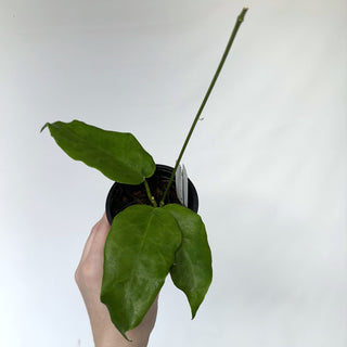 Z-2217 - Hoya ‘Kaimuki’ **NEW Release**