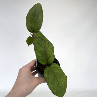 Z-2280 - Hoya 'Elephant'