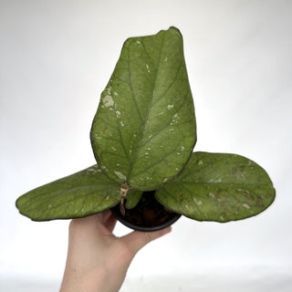 Z-2255 - Hoya 'Elephant'