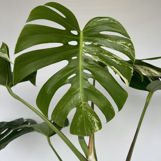 Z-2150 - Monstera deliciosa var. borsigiana albo-variegata