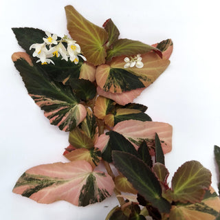 Z-2211 - Begonia ‘Withlacoochee’ (Variegated)