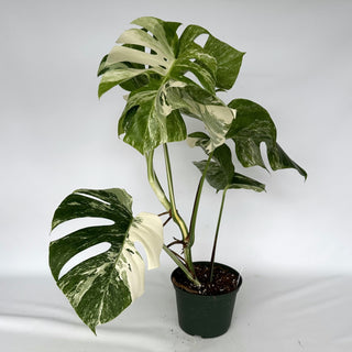 Z-2271 - Monstera deliciosa var. borsigiana albo-variegata