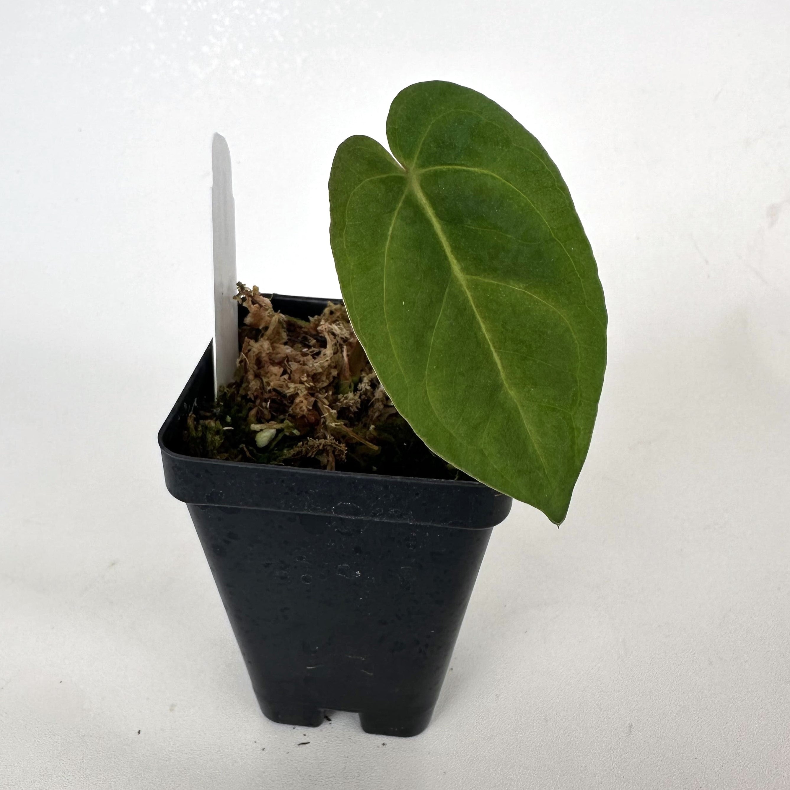 anthurium bellum Anthurium 'Big Bertha' x 'Amelia's Delight' – Steve's Leaves