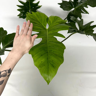 Z-2231 - Philodendron 'Green Dragon'