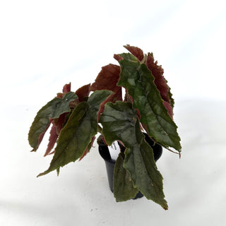 Begonia 'Ginny'