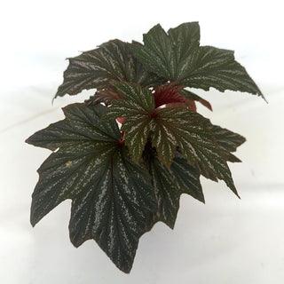 Begonia 'Bobbie Price'