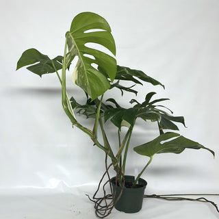 Z-2122 - Monstera deliciosa var. borsigiana albo-variegata