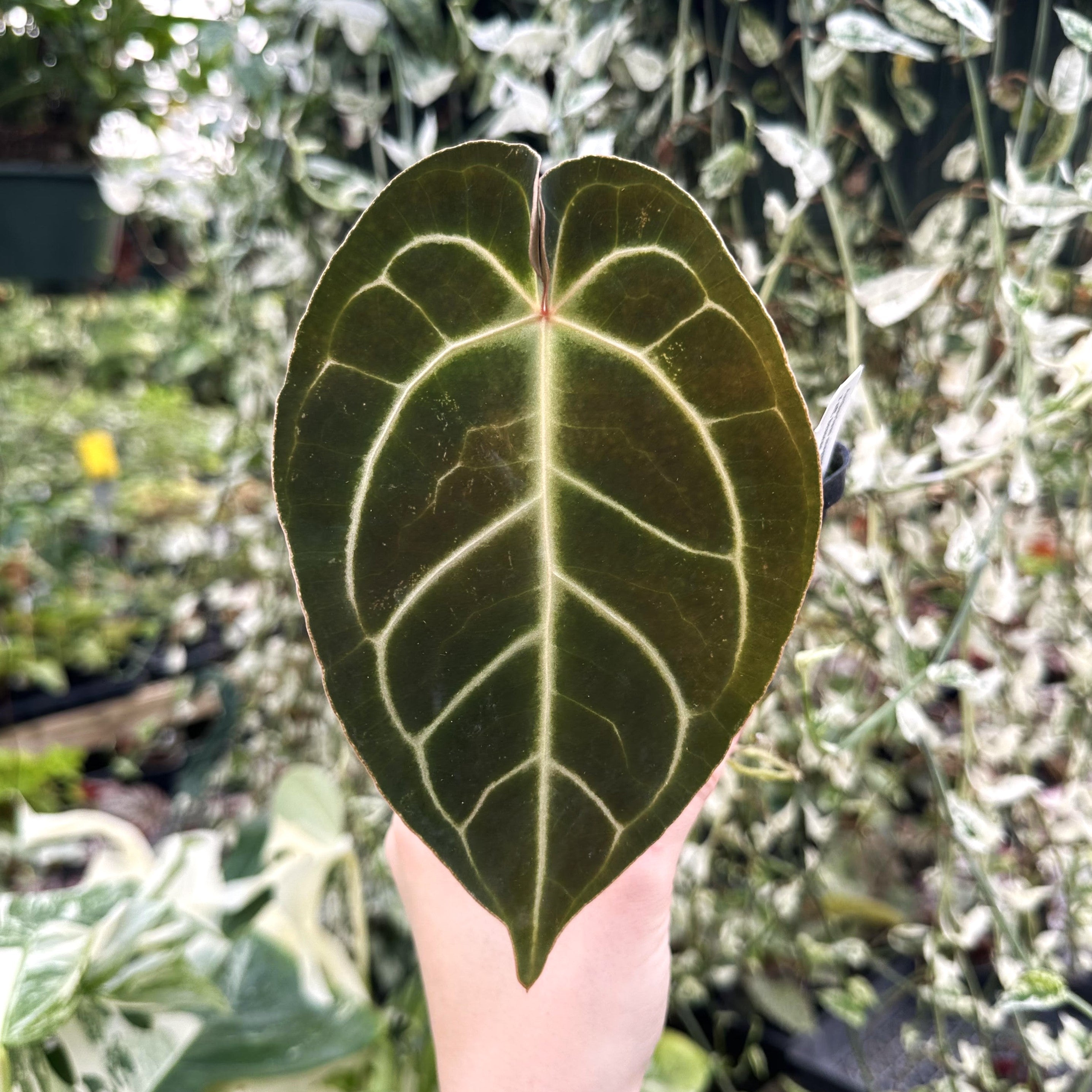 anthurium besseae Anthurium magnificum/'Silver Blush' x aff. besseae