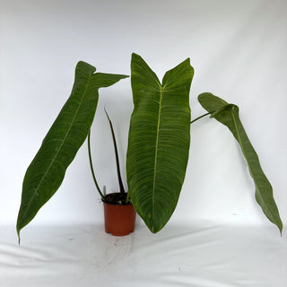 Z-2293 - Philodendron sharoniae