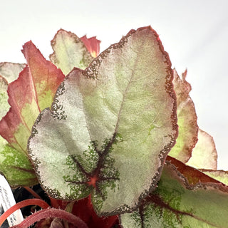 Begonia 'Steve's Leaves Dragon Scale'