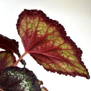 Z-2180 - Begonia 'Black Beauty' - 10in Hanging Basket **NEW**