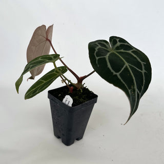 Z-2157 - Anthurium forgetii/'Ace of Spades' X 'Zara'/'Michele'