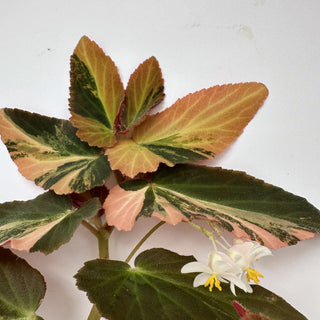 Begonia ‘Withlacoochee’ (Variegated) [#899]