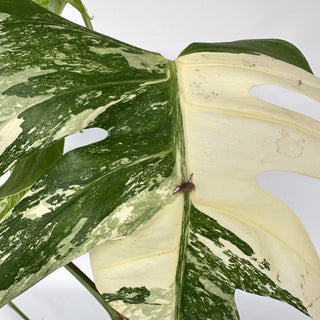 Monstera deliciosa var. borsigiana albo-variegata [#975]