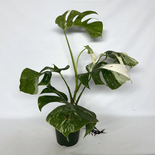 Z-2234 - Monstera deliciosa var. borsigiana albo-variegata