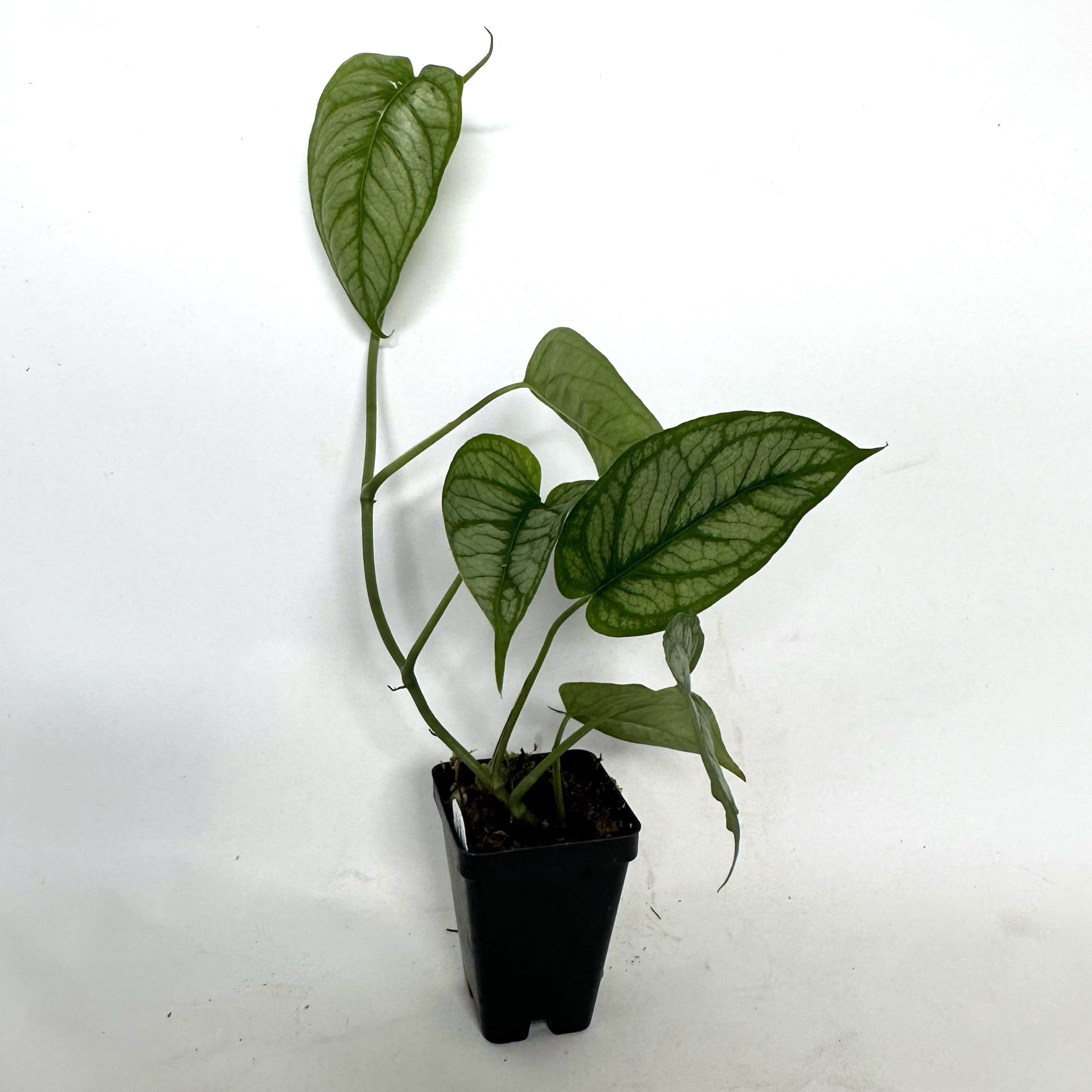 monstera siltepecana for sale Monstera siltepecana 'El Salvador'