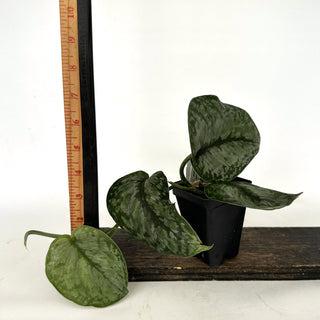 Z-2162 - Scindapsus pictus ‘Silver Dutchess’